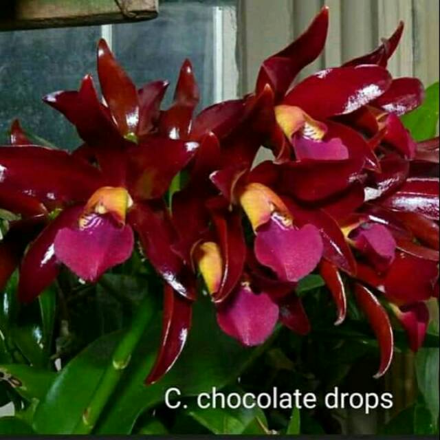 Anggrek Pra Dewasa cattleya