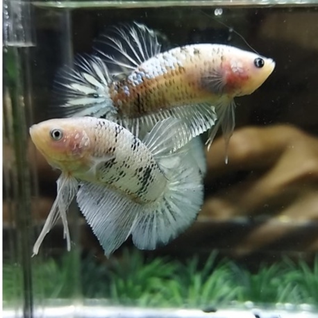 PAKET 2 EKOR IKAN CUPANG JANTAN PK LINE KOI COPPER 100% REALPICT (KODE AN16)