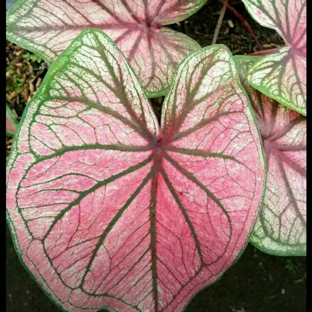 Bibit Caladium Ameera Keladi Hias Thailand Shopee Indonesia