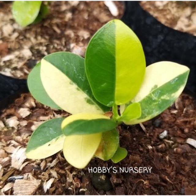 Tanaman Hias Ficus Coreana Varigata original