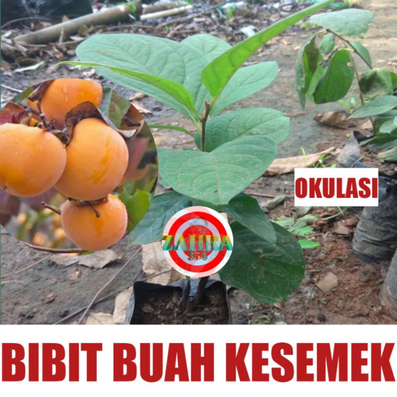 Jual Bibit Buah Kesemek Okulasi 60cm Shopee Indonesia