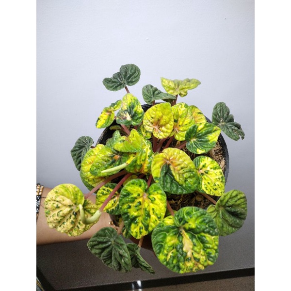 paperomia capareta varigata kuning/paperomia varigata kuning