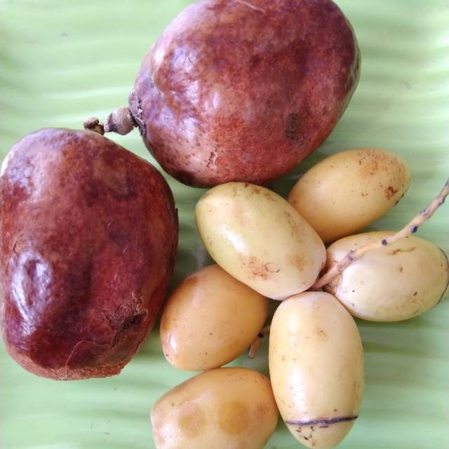 

Buah zuriat dan kurma muda