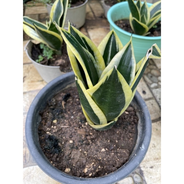 Orangeyobo - Tanaman hias Sansivera mini pagoda lidah mertua mini dengan pot