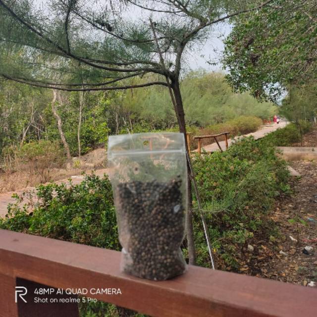 

Black papper bubuk dan butir lada hitam 50gram, 100 gr dan 250gram