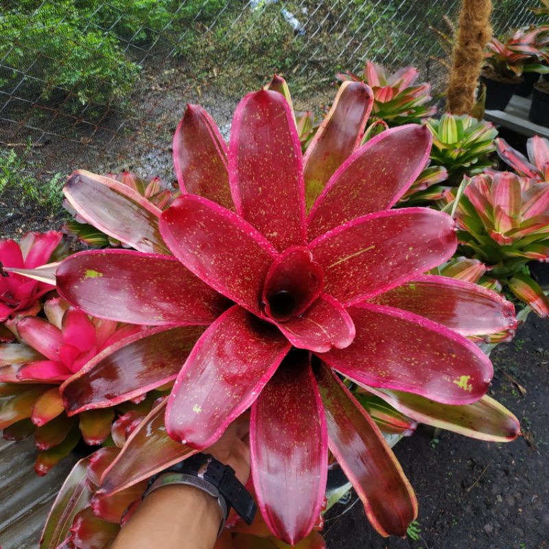 Bromelia neoregelia canny fier