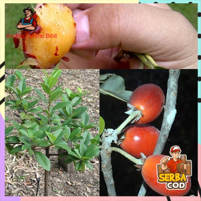 Bibit Tanaman Sawo Manila/Sawo Kecik