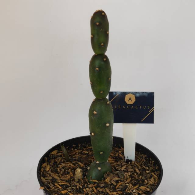 KAKTUS DAN SUKULEN / opuntia canterae