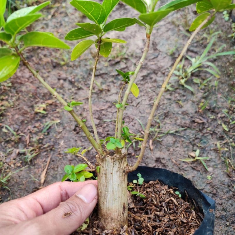bonsai sancang bahan bonsai sancang smoll tanaman sancang stek