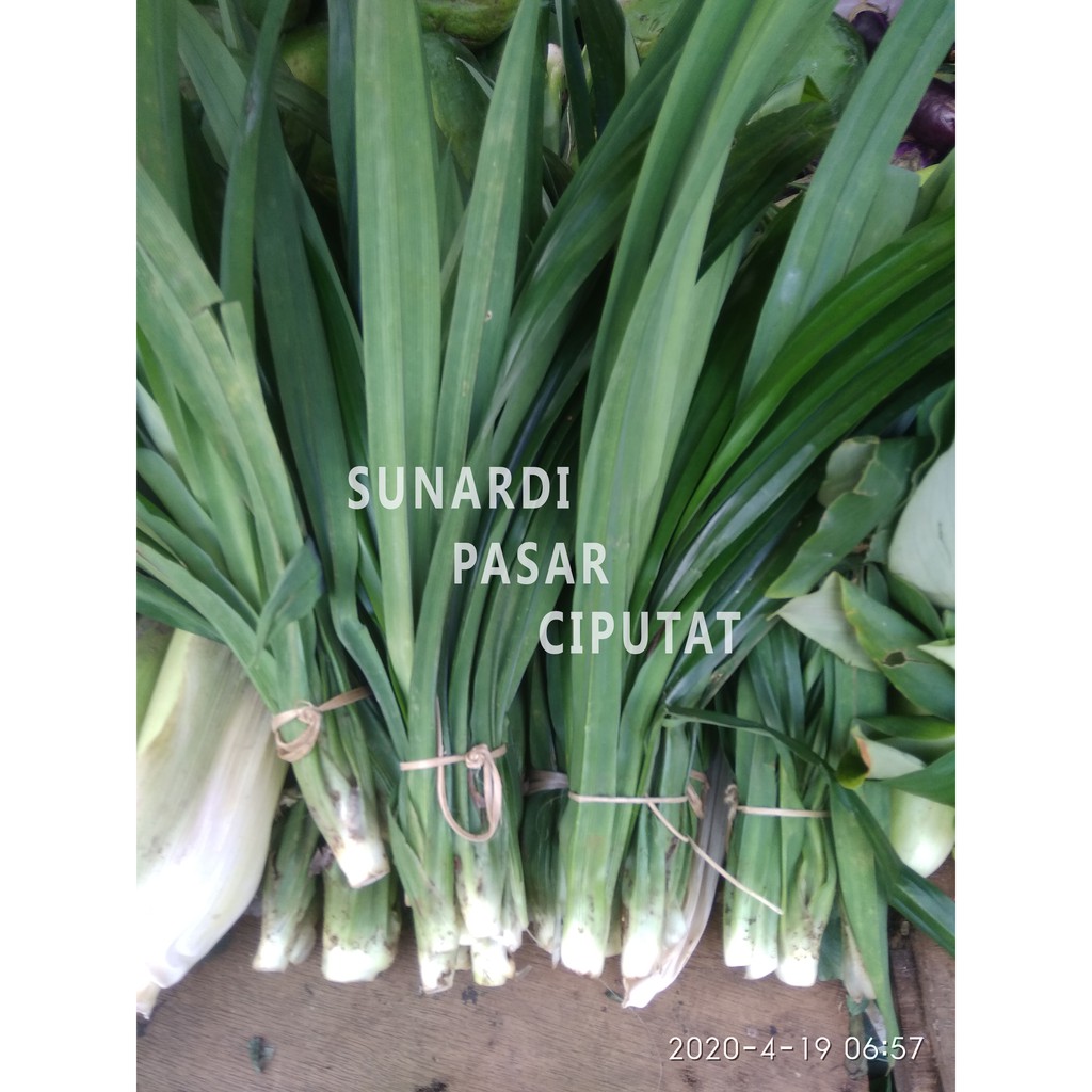 Daun pandan 1 ikat