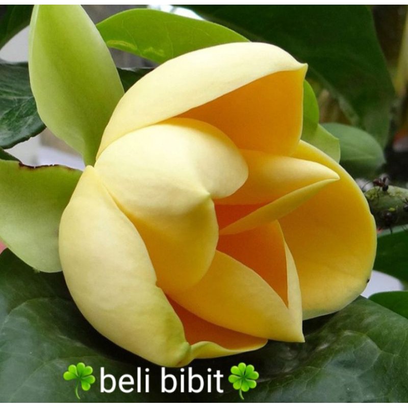 tanaman bunga cempaka kuning gondok wangi