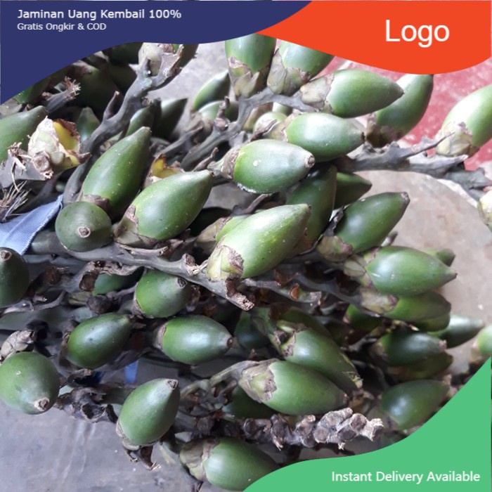 

Terbaik Buah Pinang Muda Segar 1 Kg - GRATIS akar pinang TERLARIS