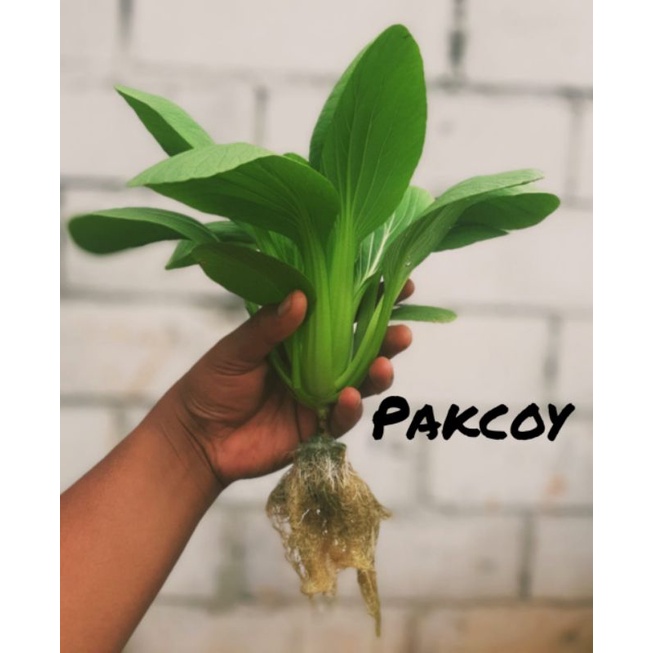 

pakcoy hydroponik