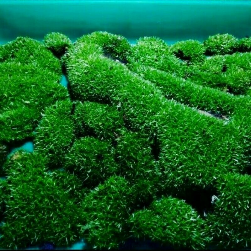 MOS MUTIARA MOS DARAT STAR PALUDARIUM