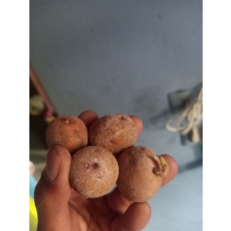 bibit kentang granola L G0 -Benih kentang G0 GRANOLA L-BIBIT KENTANG BERKUALITAS (satuan) G0 SKRIN D