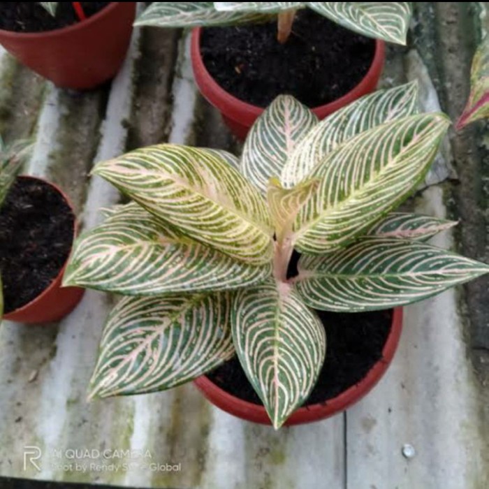 Bibit Bonggol aglonema GOLDEN HOPE BERTUNAS