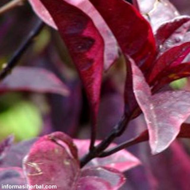 Daun Handeleum Handeuleum Daun Ungu Obat Wasir Ambeien Ambeyen