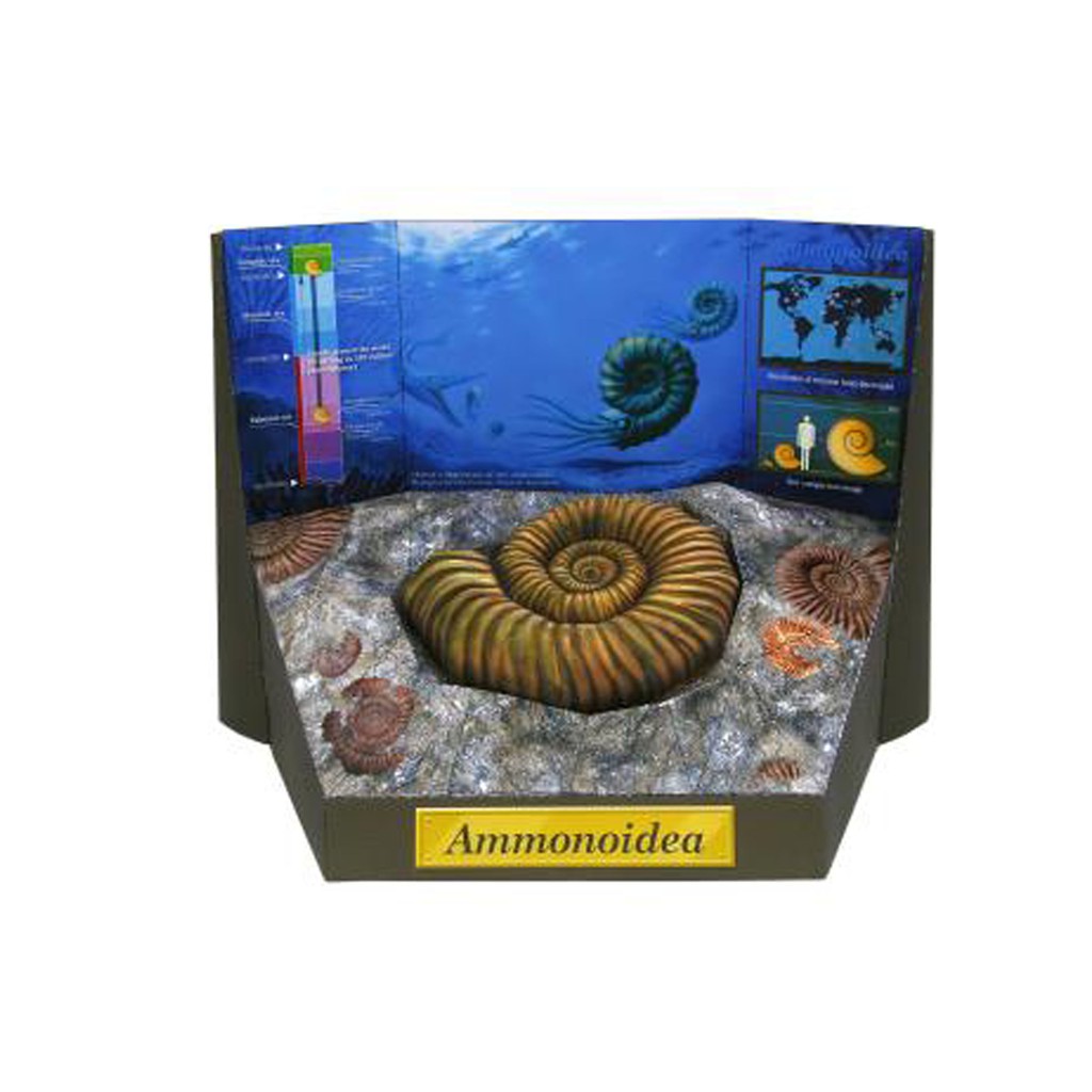 DIY Papercraft Dinosaurus - Ammonite Fossil