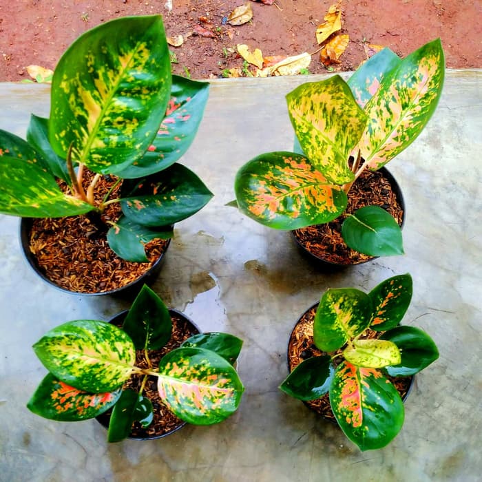 aglonema kocin paramuay