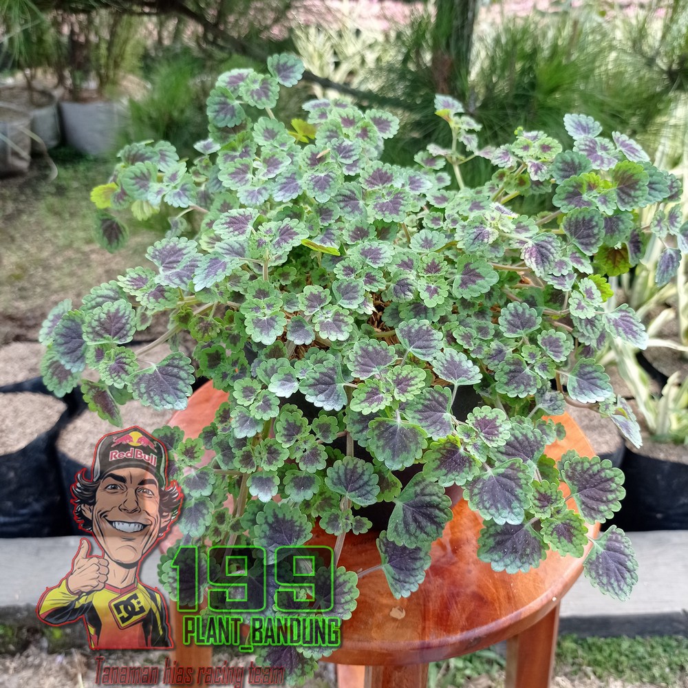 Tanaman Hias Miana Daun Mini / Tanaman Gantung Miana Mini