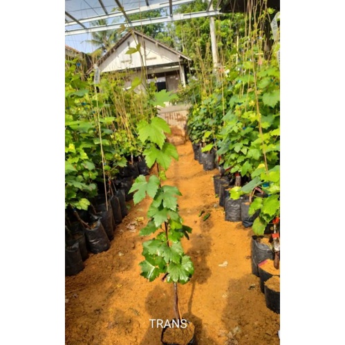 BIBIT ANGGUR IMPORT ( Ninel, Jupiter, Tranfigurasi dll )