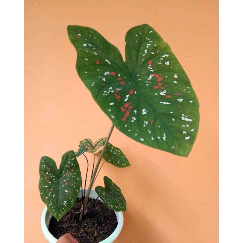 keladi three color keladi bintik putih merah