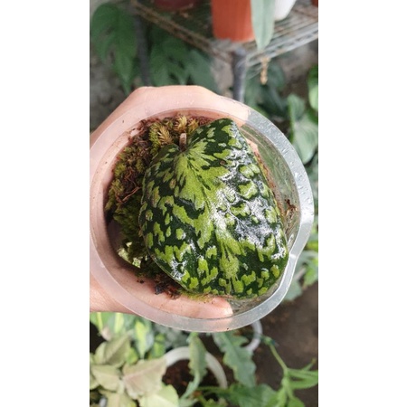 Scindapsus Snake Scale