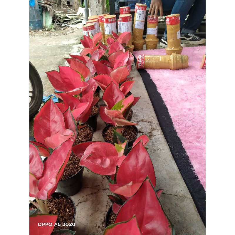 suksom super spesial