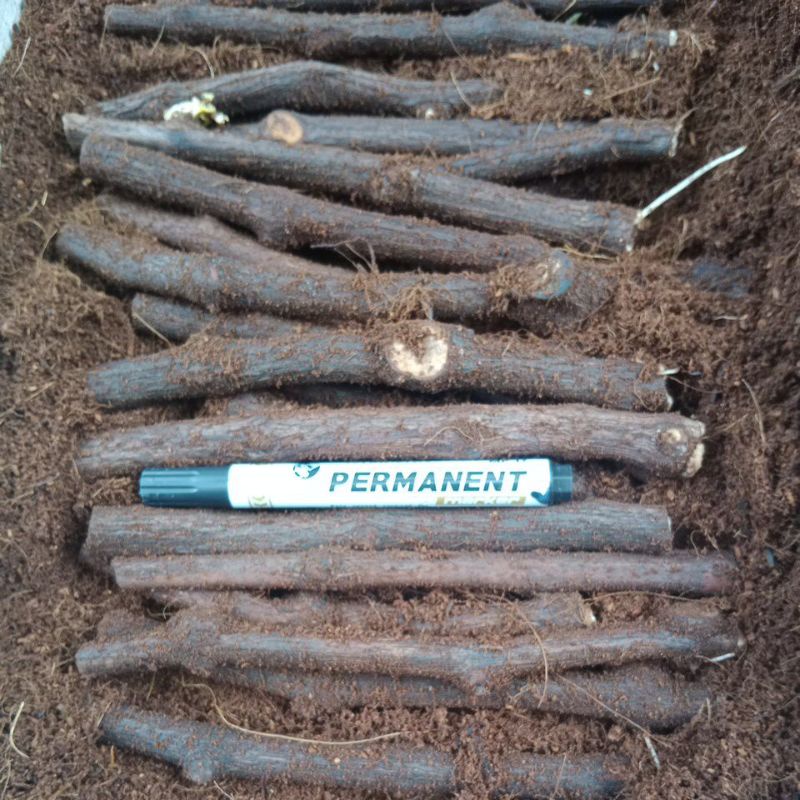 Paket 5 batang cutting anggur lokal Alphonso,Rm,Bela bahan grafting