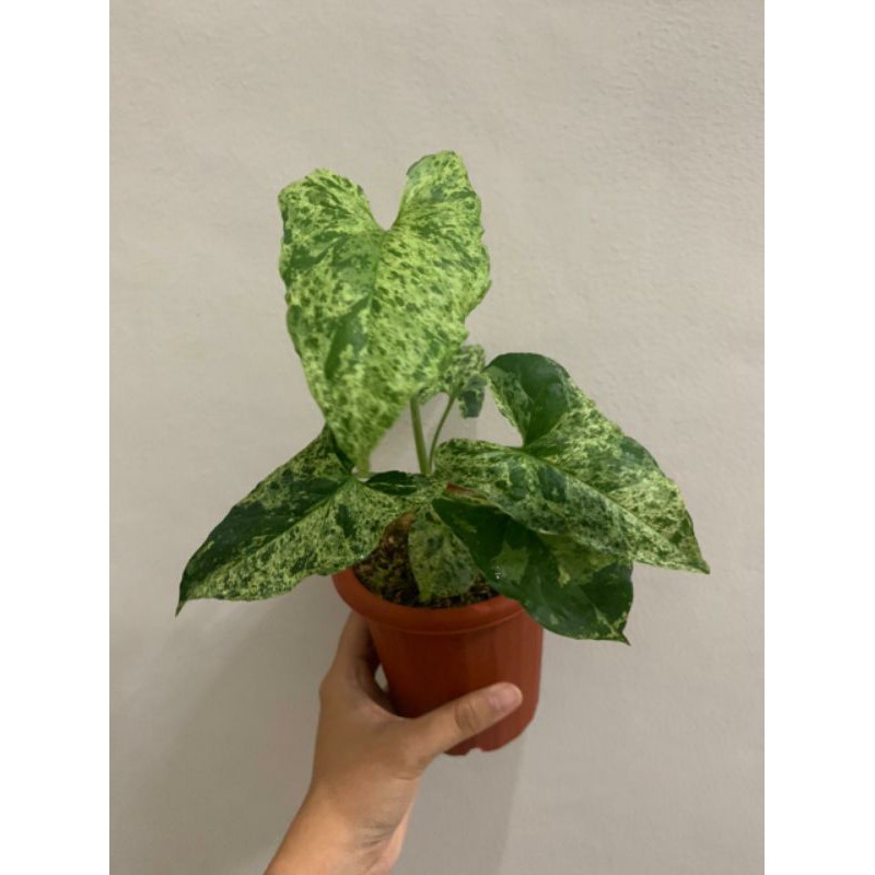 syngonium mojito