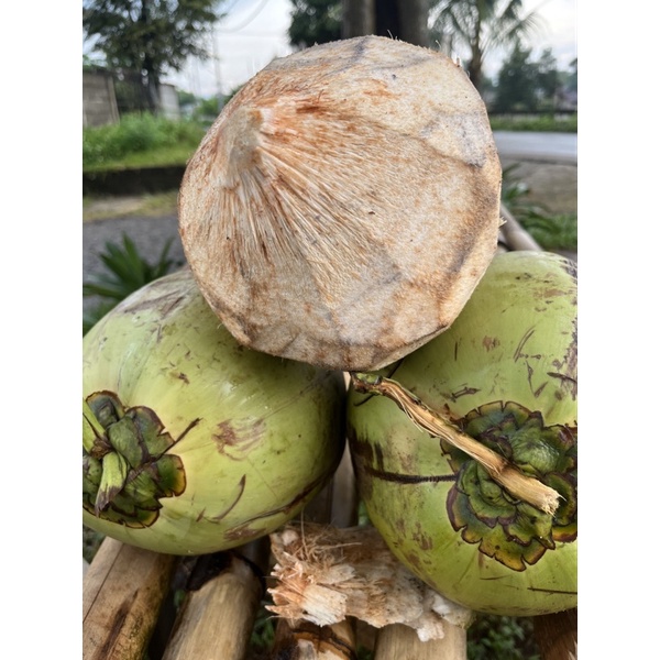 

Kelapa muda