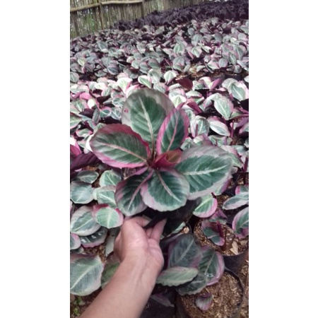 Tanaman Hias Calathea Pink Sintia