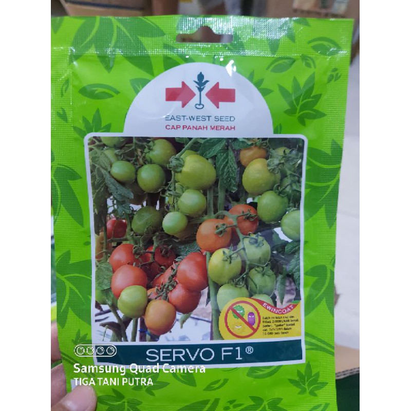 benih/bibit tomat servo