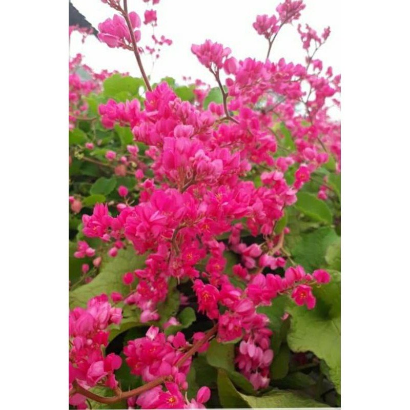 bibit tanaman bunga amp (air mata pengantin)