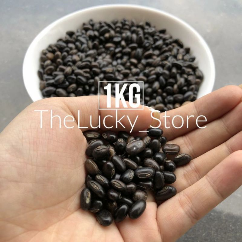 1kg Benih IMPORT MB Mucuna Bracteata Bibit Tanaman / Biji Kacang Kacangan Kebun Kelapa Sawit
