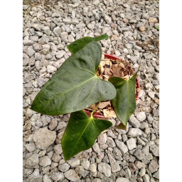 Anthurium Papillilaminum x Anthurium Portilae / Anthurium Black Sweet