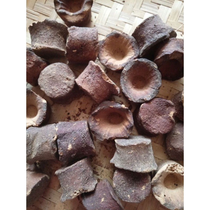 

Gambir Nginang Besar