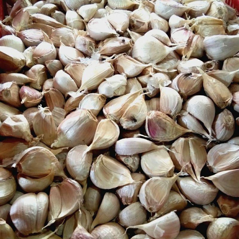 

bawang putih kating (250 gram)