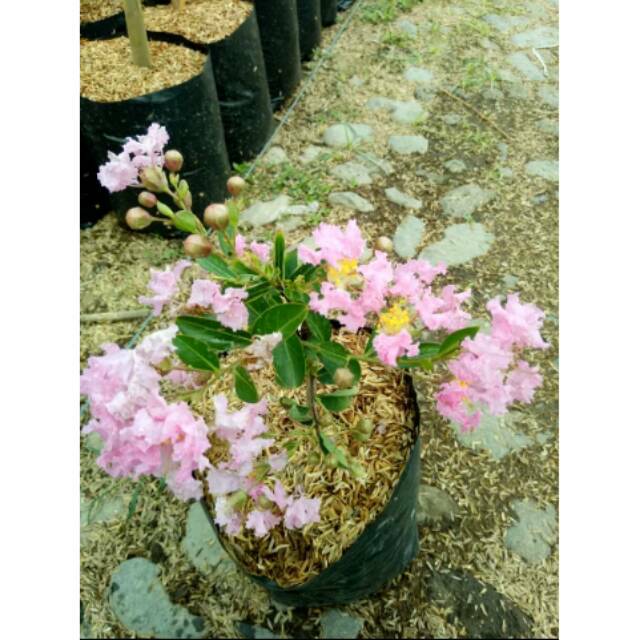 BIBIT BUNGA SAKURA