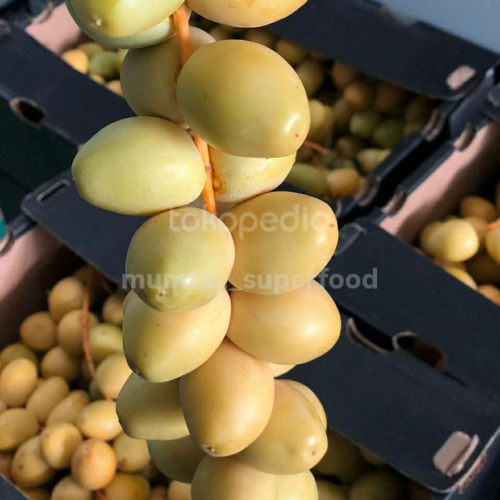 

kurma muda barhee fresh 500gr