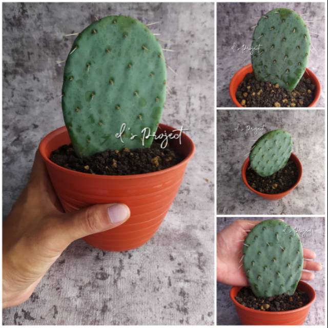 tanaman hias kaktus opuntia robusta cutting sudah akar blue wheel cactus