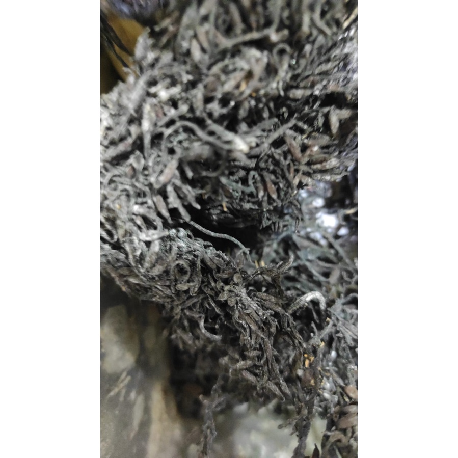 

1KG HAI ZAO SEAWEED SARGASSUM