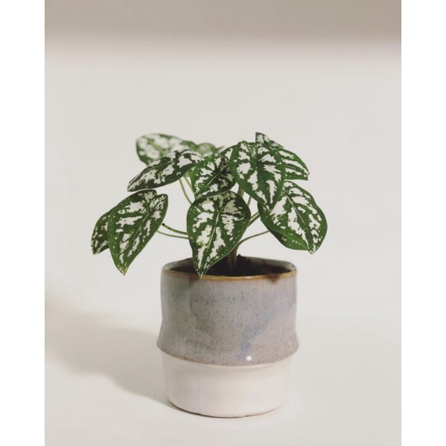 Tanaman bunga keladi liliput / caladium humboldtii