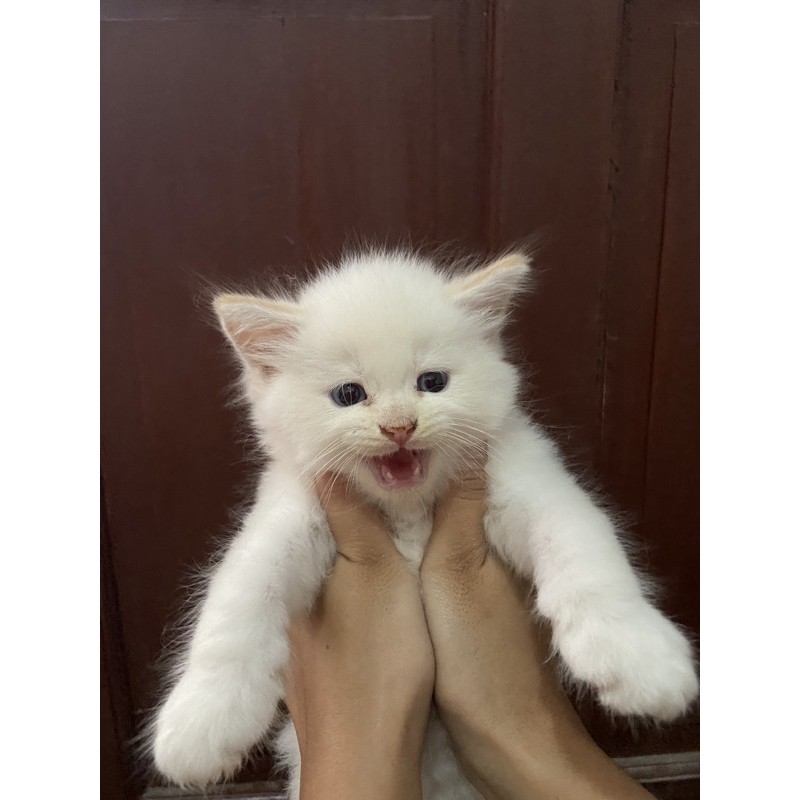 KUCING KITTEN RED POINT