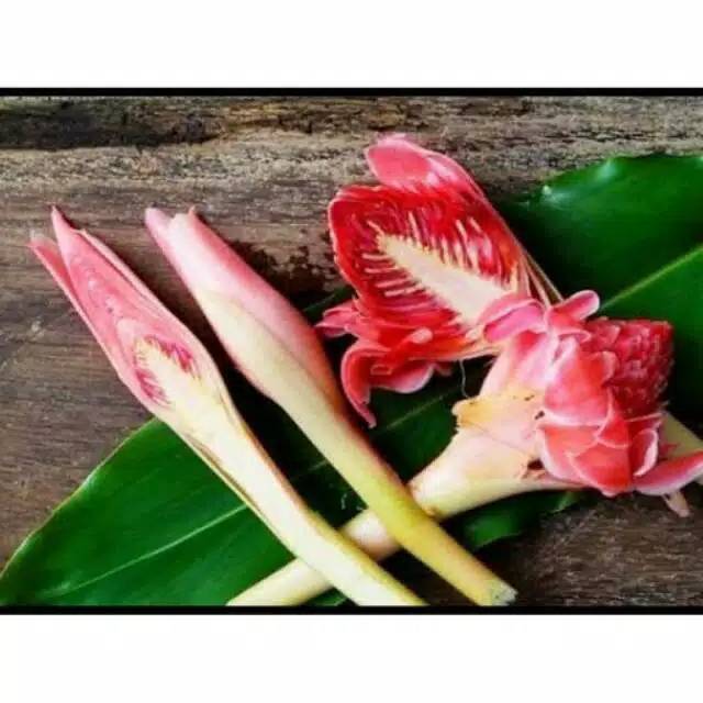 

BUNGA KECOMBRANG FRES/ROMBEH SEGAR 500GRAM