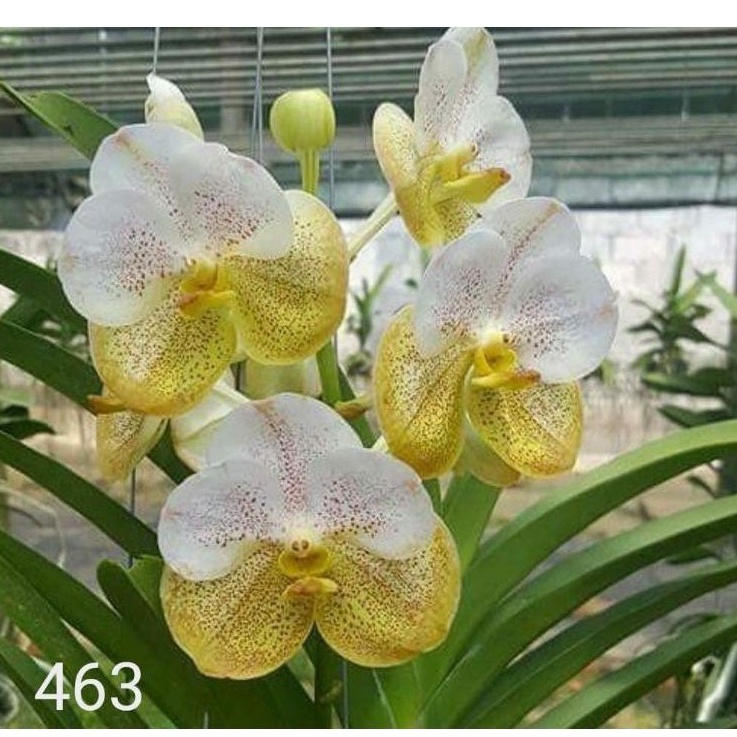 Anggrek Vanda Gradasi putih kuning Dewasa Siap Spike