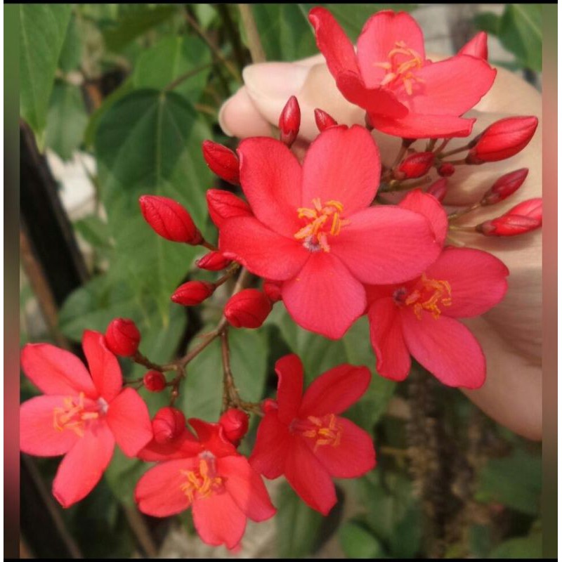 tanaman hias bunga Batavia - bibit bonsai Batavia - bonsai Batavia - tanaman hias bunga batavia