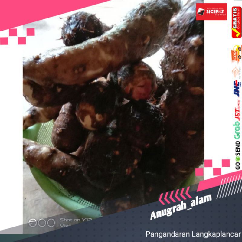 Umbi Talas kimpul /ubi talas segar