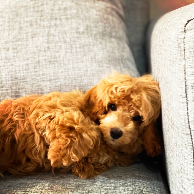 wahyunisudrajadnatanegara