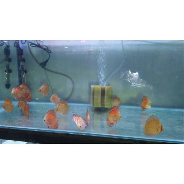 Ikan discus 2,5inch
